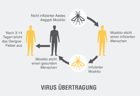 Dengue-Übertragung