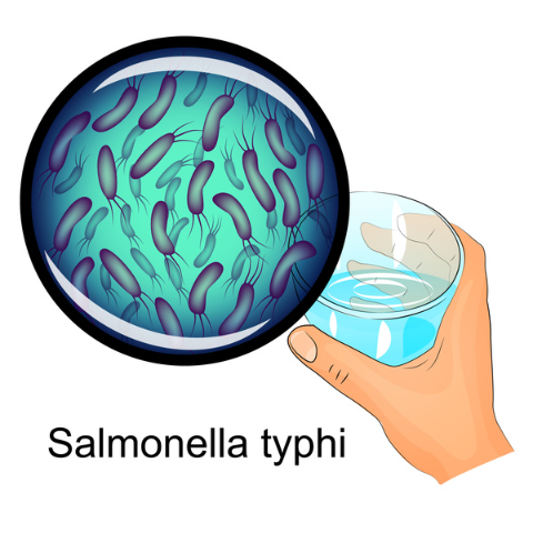 Typhus: Salmonella typhi
