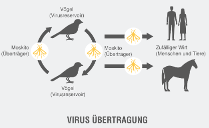 West Nil Virus Übertragung