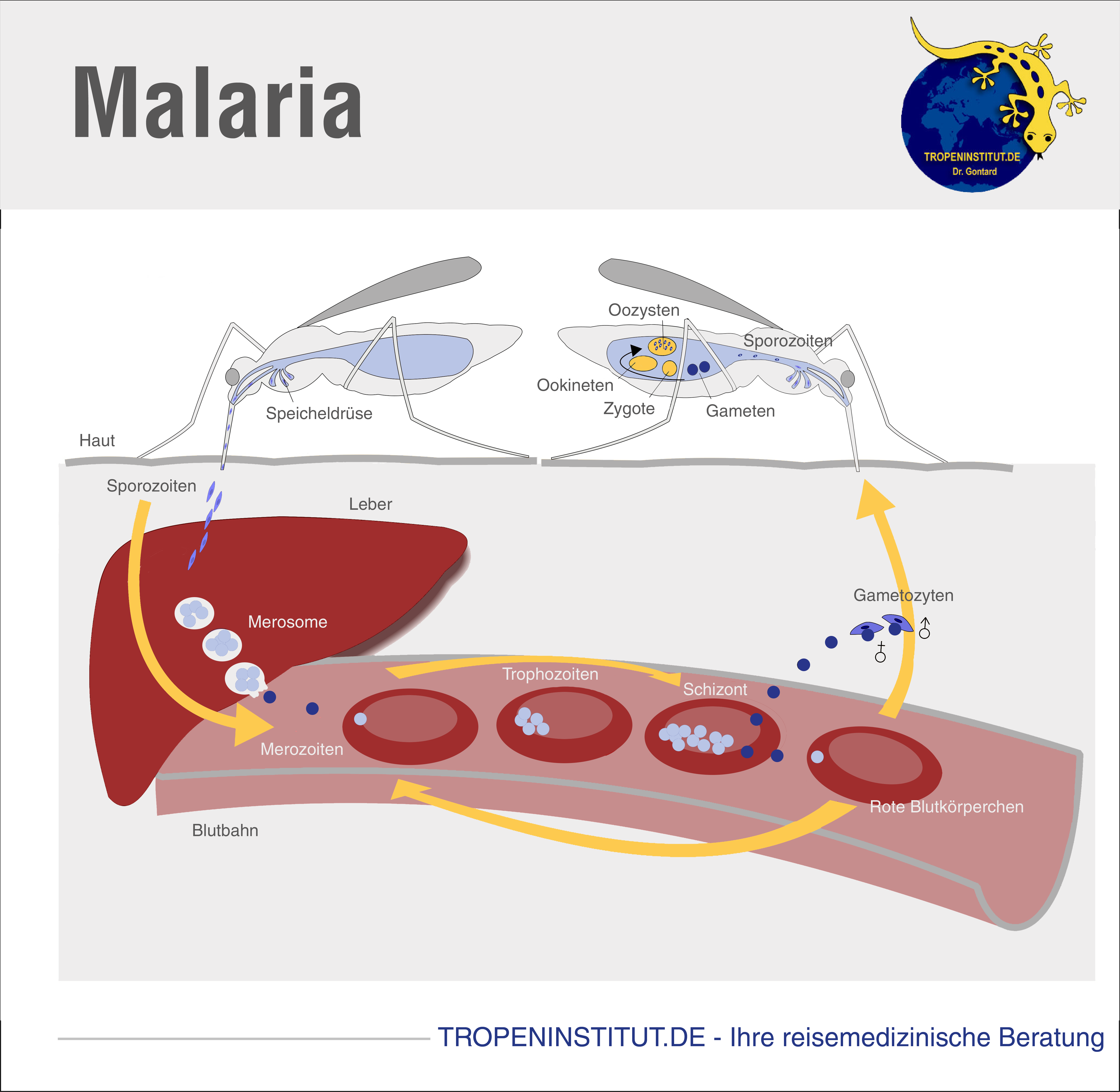 Malaria Übertragung Infografik