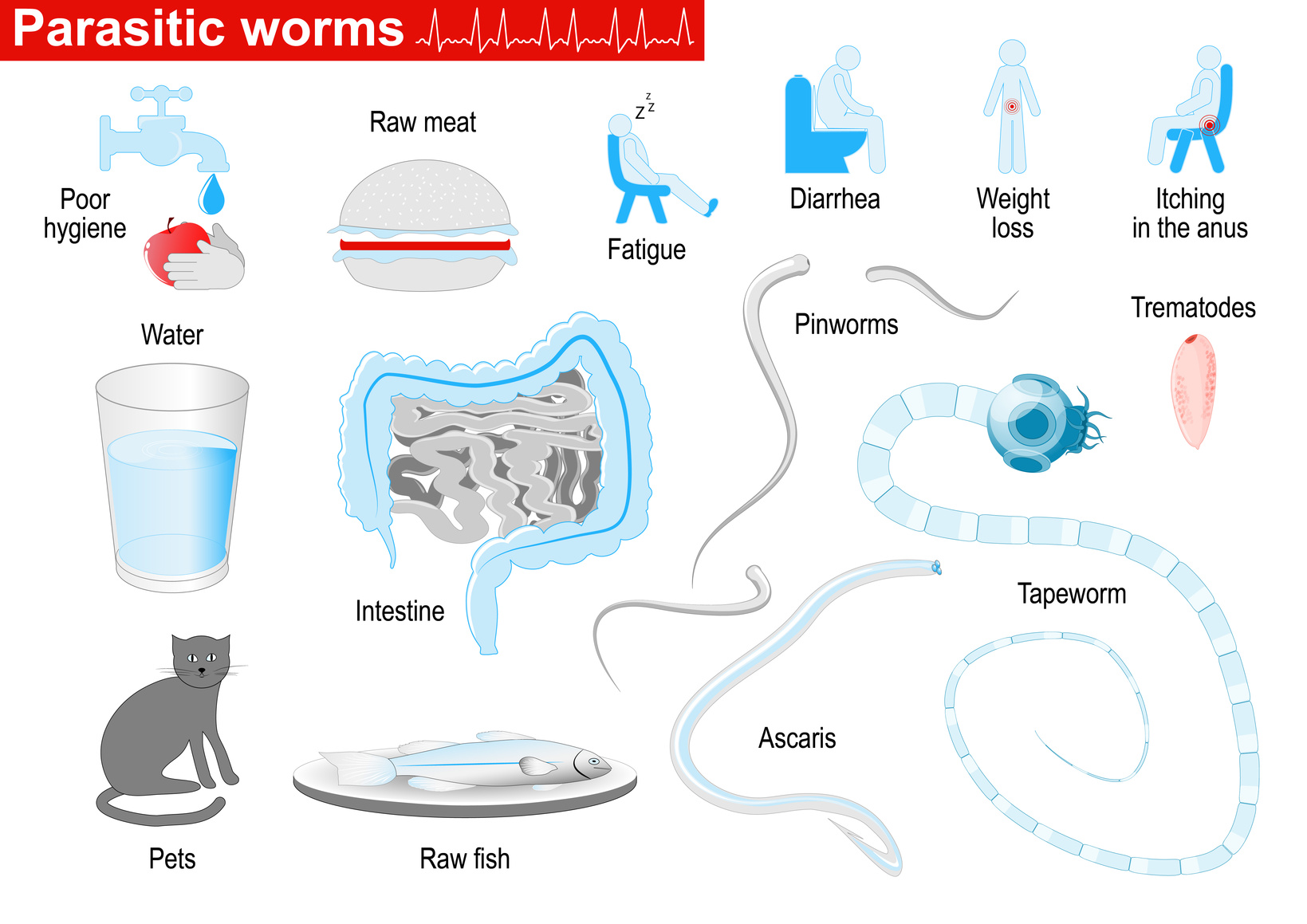 Parasiten Würmer