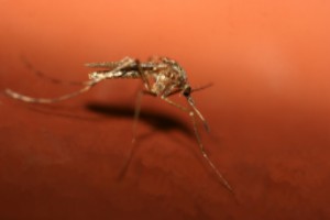 Chikungunya Fieber Mücke