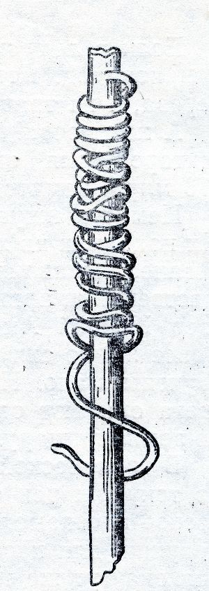 Medinawurm